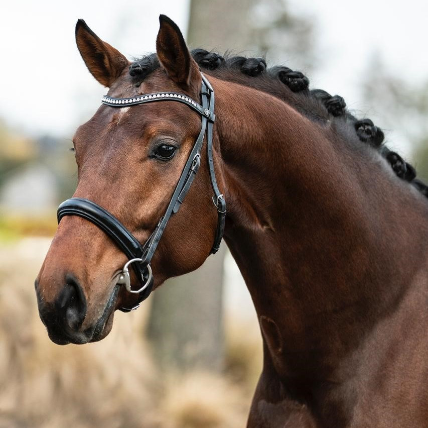 Paarden